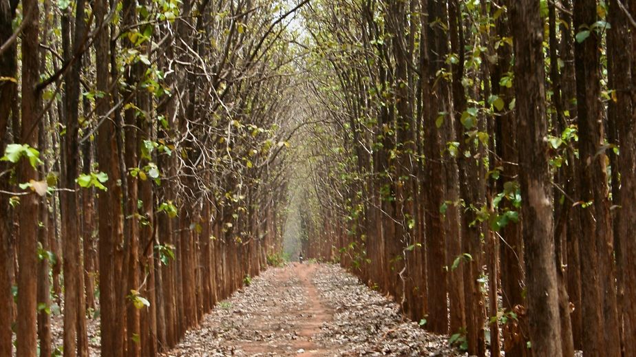 Teakwald im Südsudan